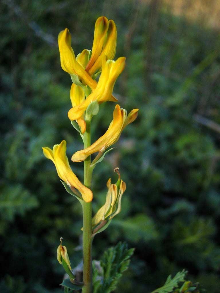 Photo of Golden Corydalis (Corydalis aurea) uploaded by admin