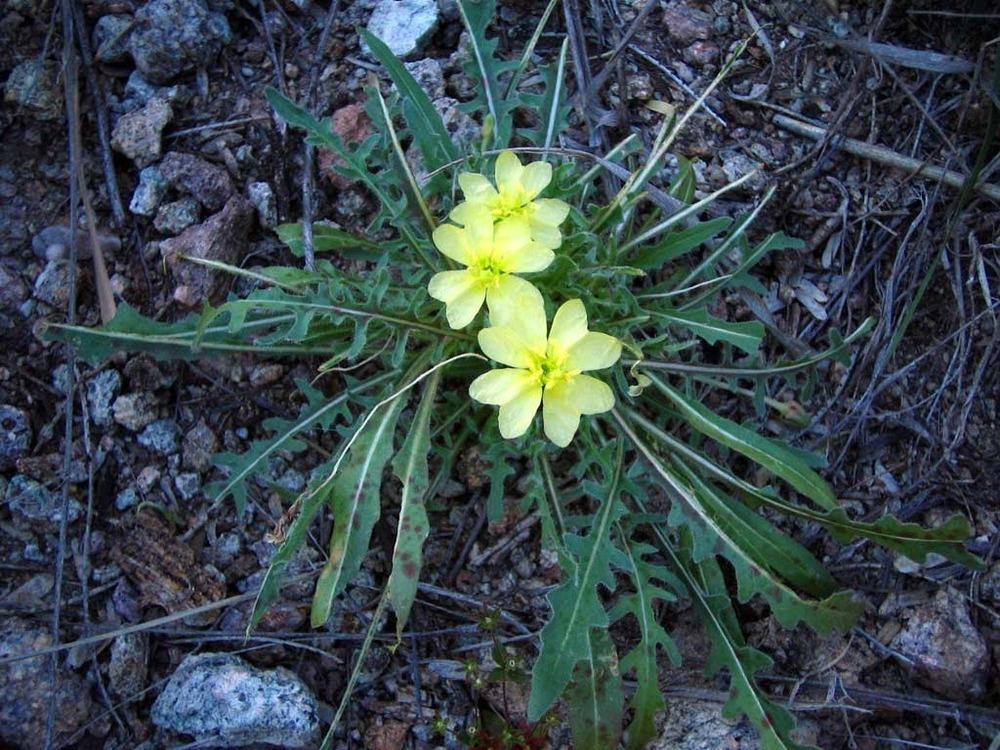 Photo of Bottle evening-primrose (Oenothera primiveris) uploaded by admin