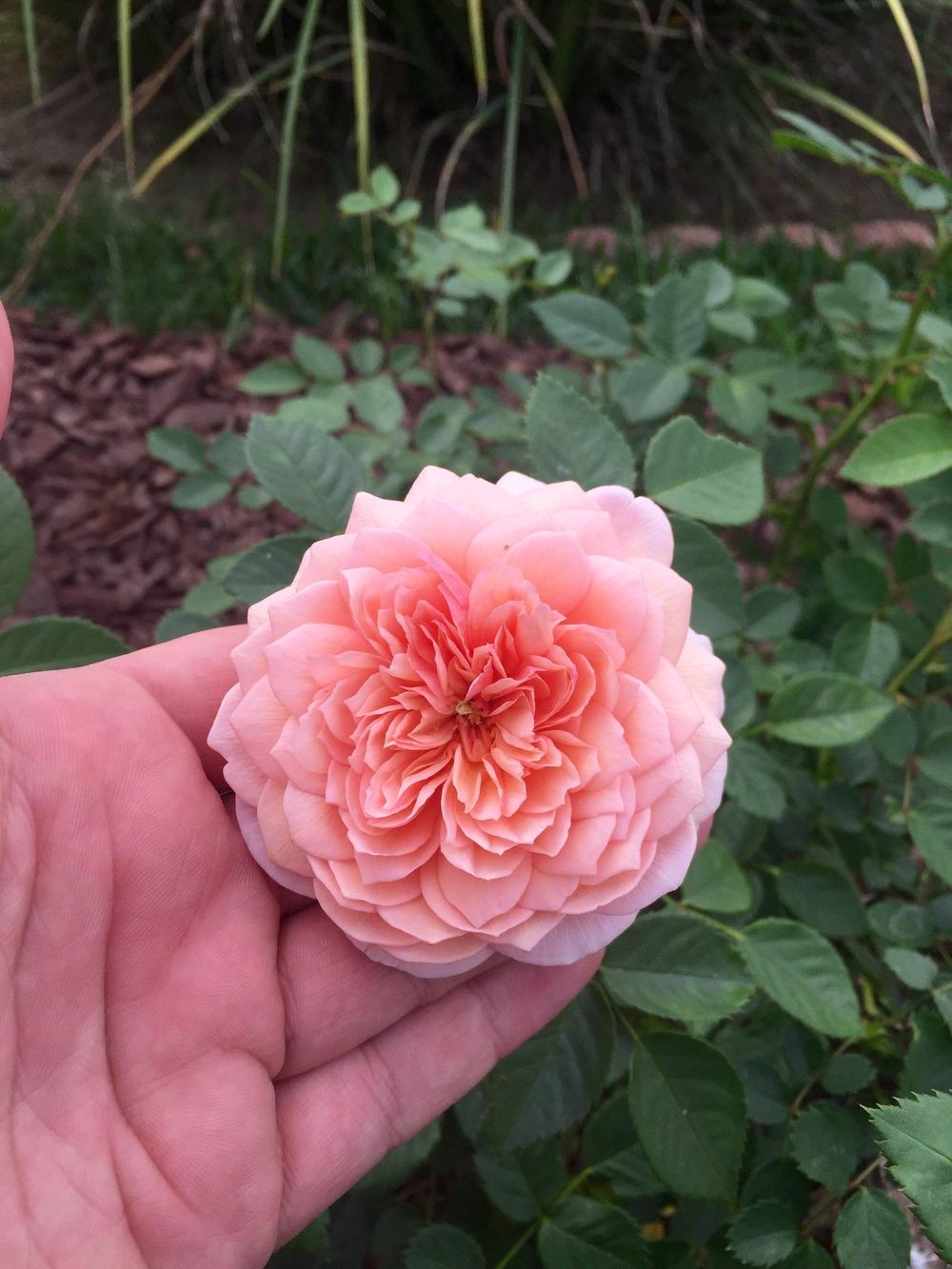 Photo of Rose (Rosa 'Grace') uploaded by mattmackay22