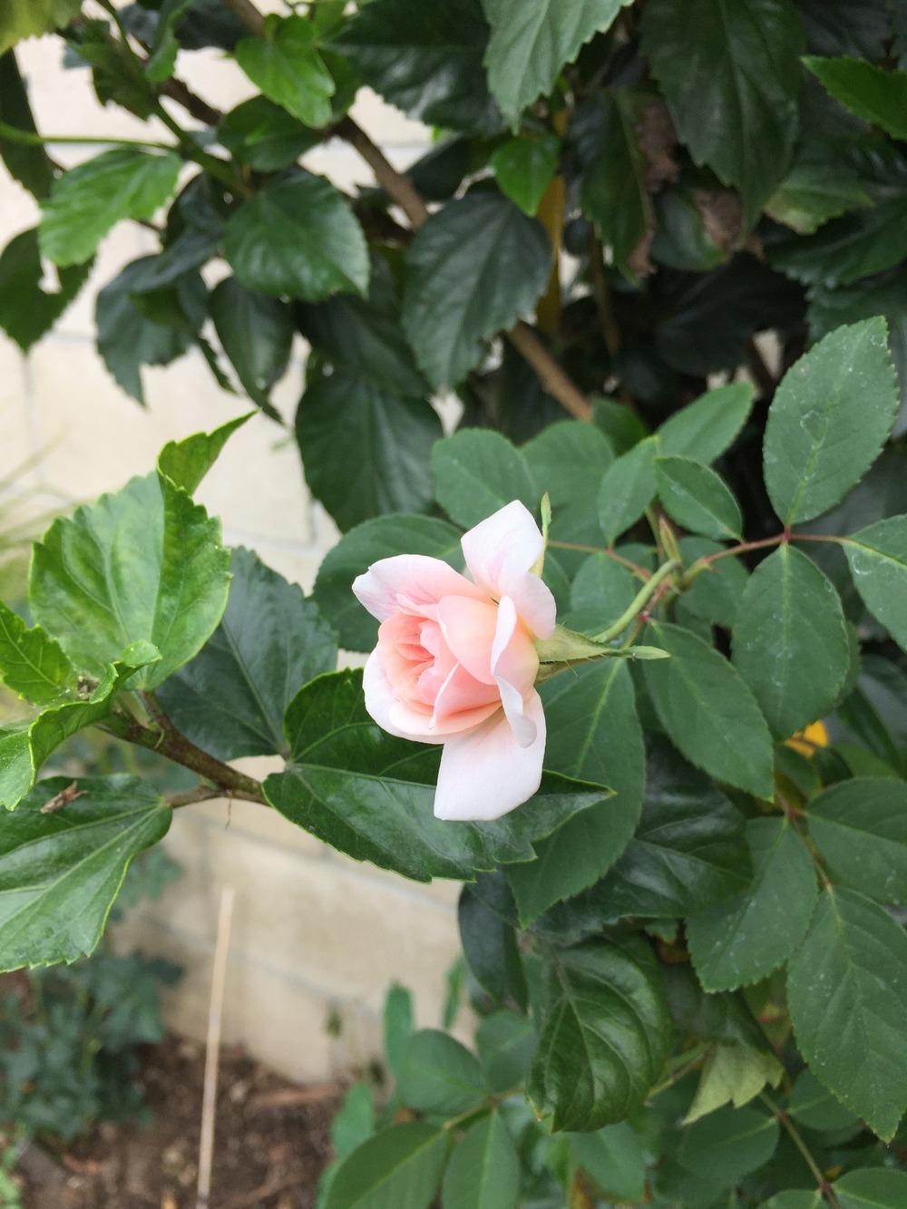 Photo of Climbing Polyantha Rose (Rosa 'Cecile Brunner, Cl.') uploaded by mattmackay22