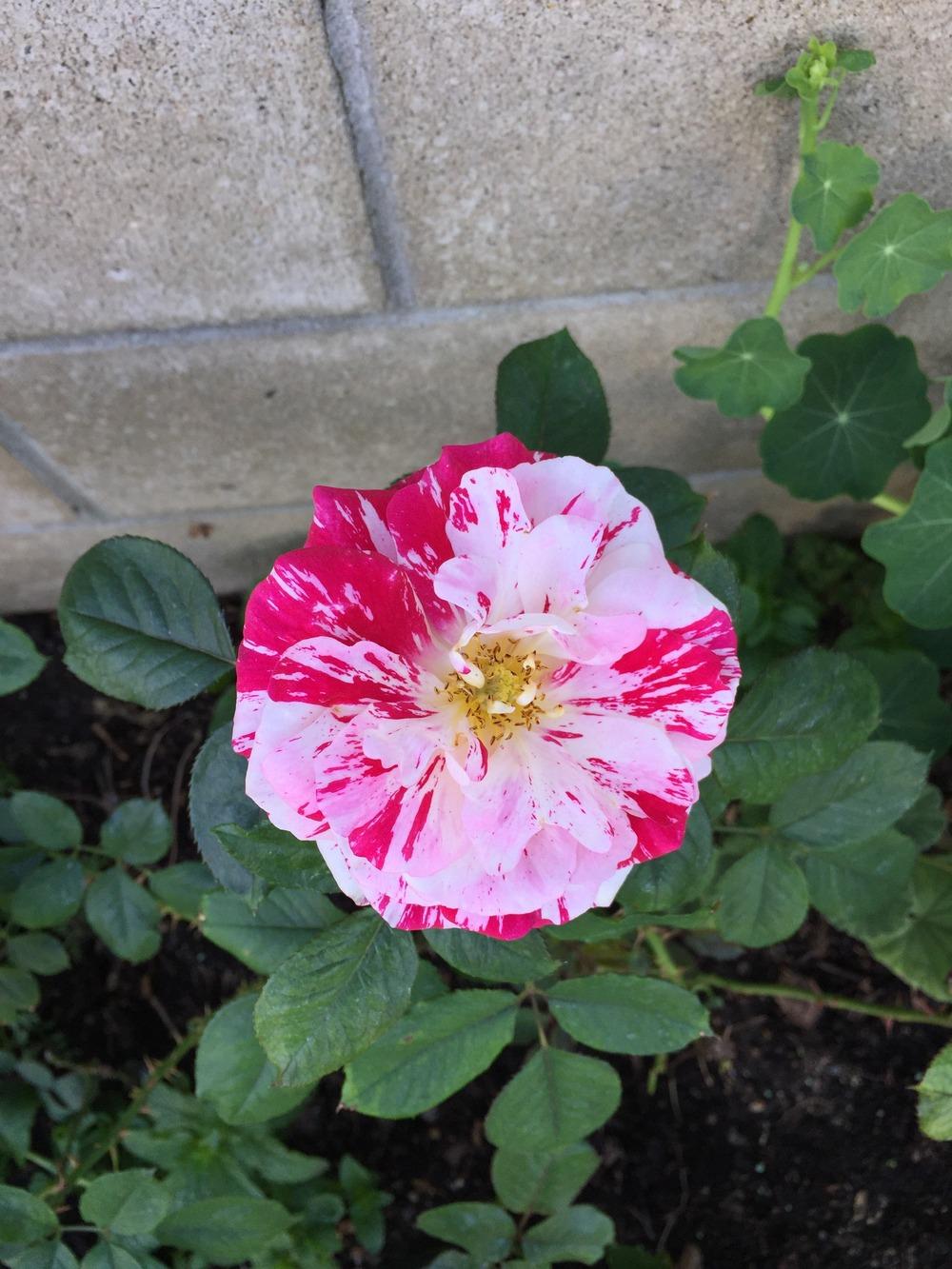 Photo of Rose (Rosa 'Scentimental') uploaded by mattmackay22