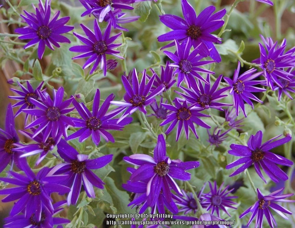 Photo of Florist's Cineraria (Pericallis hybrida) uploaded by purpleinopp