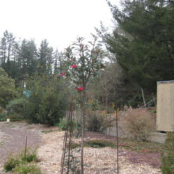 Location: Botanical Garden Brookings, Oregon
Date: 2015-03-12