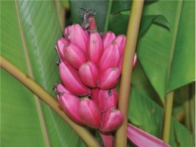 Photo of Pink Fruiting Banana (Musa velutina) uploaded by Joy