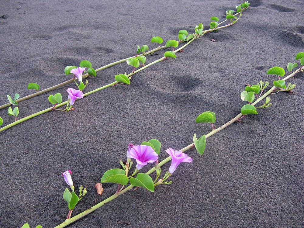 Photo of Beach Morning Glory (Ipomoea pes-caprae) uploaded by admin