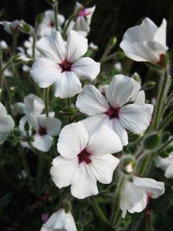 Photo of Geranium (Geranium maderense 'Alba') uploaded by Calif_Sue