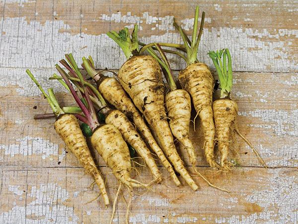 Photo of Parsnip (Pastinaca sativa 'Hollow Crown') uploaded by Joy