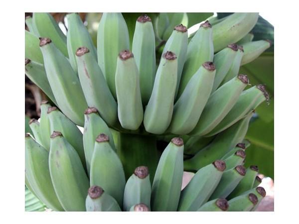 Photo of Dwarf Banana (Musa acuminata 'Dwarf Namwah') uploaded by Joy