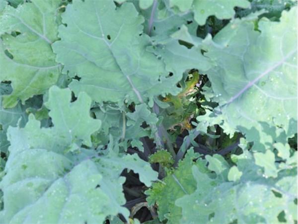Photo of Siberian Kale (Brassica napus 'Red Russian') uploaded by Joy