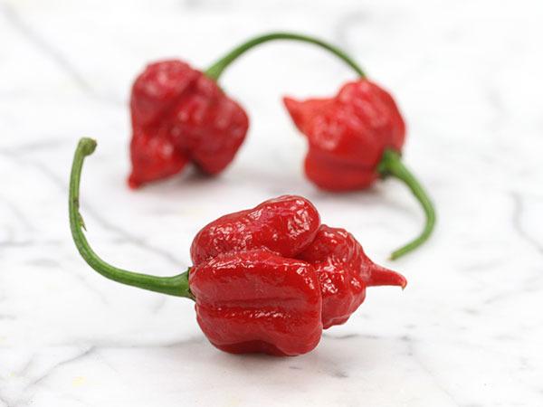 Photo of Hot Pepper (Capsicum chinense 'Trinidad Scorpion') uploaded by Joy