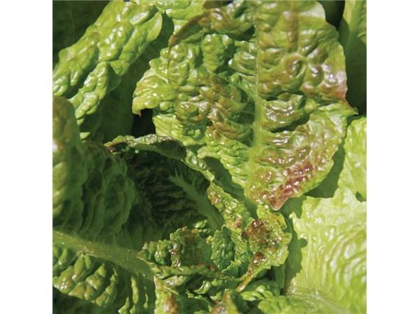 Photo of Lettuce (Lactuca sativa 'Chadwick's Rodan') uploaded by Joy
