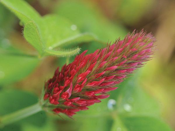 Photo of Crimson Clover (Trifolium incarnatum) uploaded by Joy