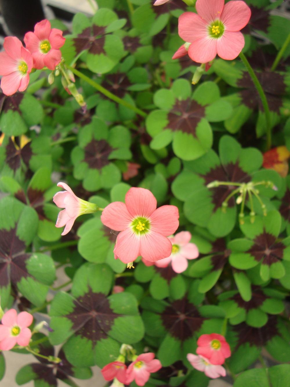 Photo of Good Luck Plant (Oxalis tetraphylla 'Iron Cross') uploaded by Paul2032