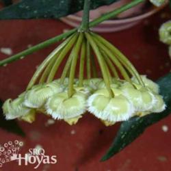 Location: SRQHoyas
Date: 2015-03-18
Hoya mirabilis CloneB (SR-2008) SRQ 3297