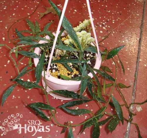Photo of Wax Plant (Hoya mirabilis) uploaded by SRQHoyas