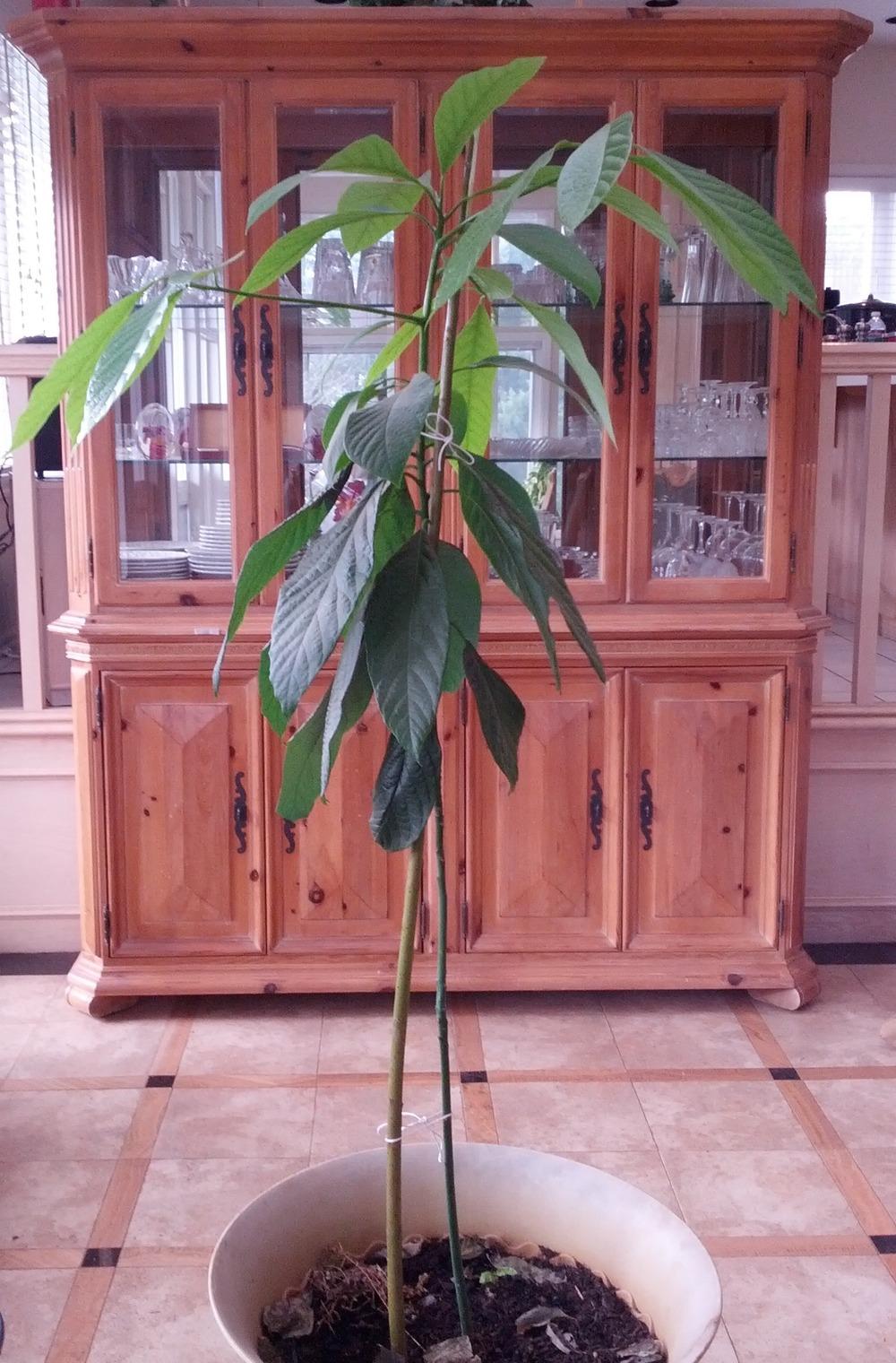 Photo of Avocado (Persea americana 'Hass') uploaded by Toni