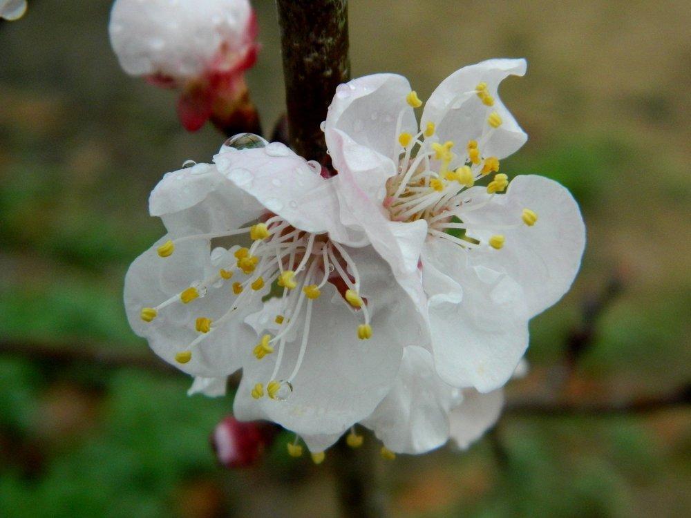 Photo of Apricot (Prunus armeniaca 'GoldCot') uploaded by wildflowers