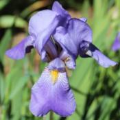 Photo courtesy of Bluebird Haven Iris Garden