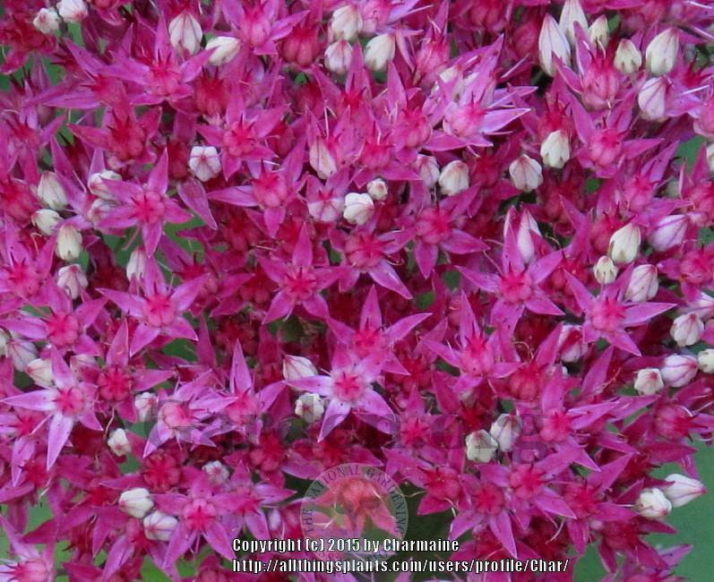 Photo of Stonecrop (Hylotelephium 'Class Act') uploaded by Char