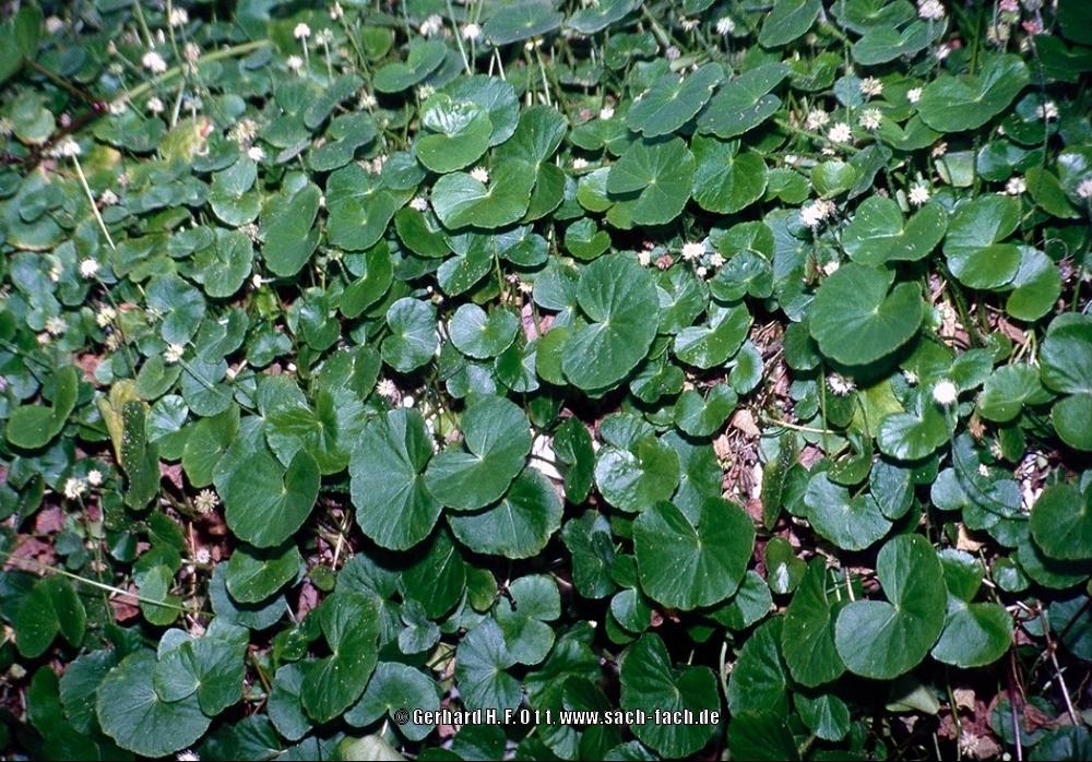 Photo of Brazilian Pennywort (Hydrocotyle leucocephala) uploaded by Gerhard