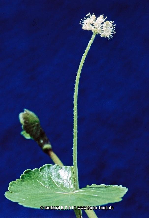 Photo of Brazilian Pennywort (Hydrocotyle leucocephala) uploaded by Gerhard
