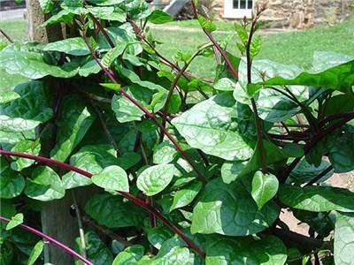 Photo of Malabar Spinach (Basella alba 'Rubra') uploaded by Joy