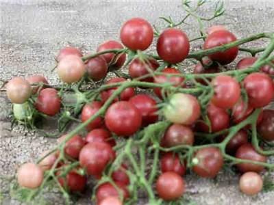 Photo of Tomato (Solanum lycopersicum 'Chocolate Cherry') uploaded by Joy