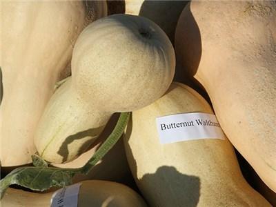 Photo of Butternut Squash (Cucurbita moschata 'Waltham') uploaded by Joy