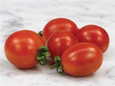Photo of Tomato (Solanum lycopersicum 'A Grappoli d'Inverno') uploaded by Joy