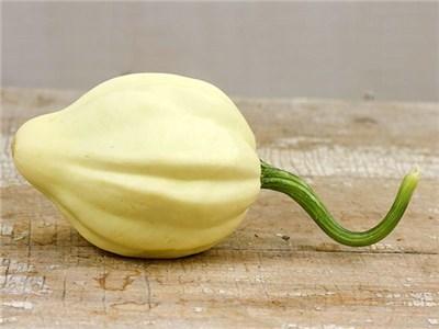 Photo of Acorn Squash (Cucurbita pepo 'Cream of the Crop') uploaded by Joy