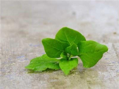 Photo of New Zealand Spinach (Tetragonia tetragonoides) uploaded by Joy