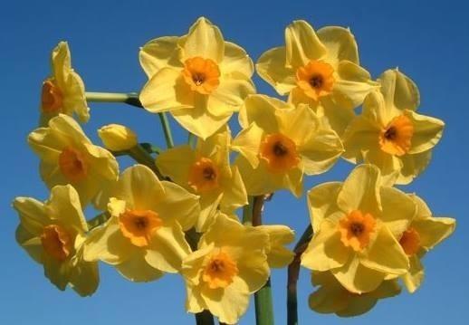 Photo of Tazetta Daffodil (Narcissus 'Golden Dawn') uploaded by MikeBrown
