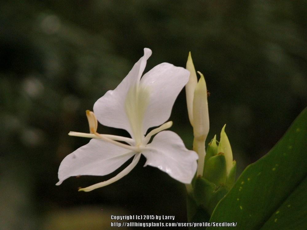 Photo of Butterfly Ginger (Hedychium coronarium) uploaded by Seedfork