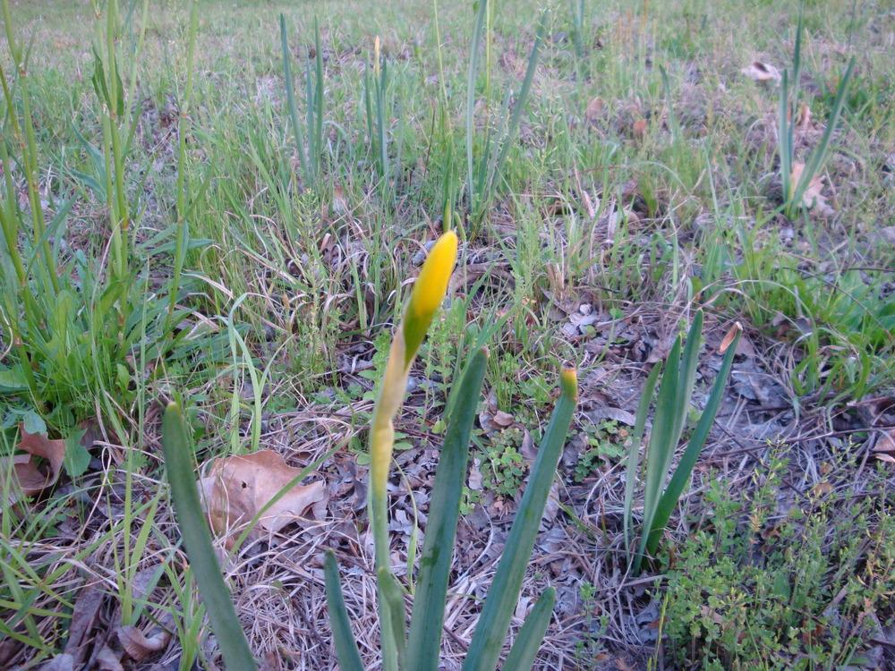 Photo of Daffodil (Narcissus 'Sweetness') uploaded by flaflwrgrl