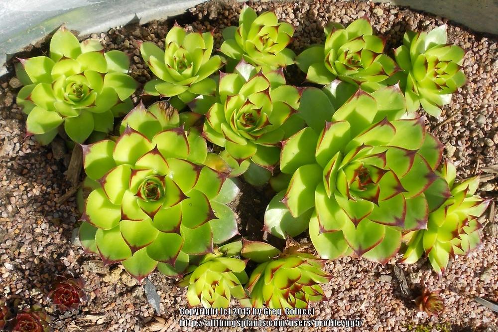 Photo of Hen and Chicks (Sempervivum tectorum 'from Costigliole') uploaded by gg5