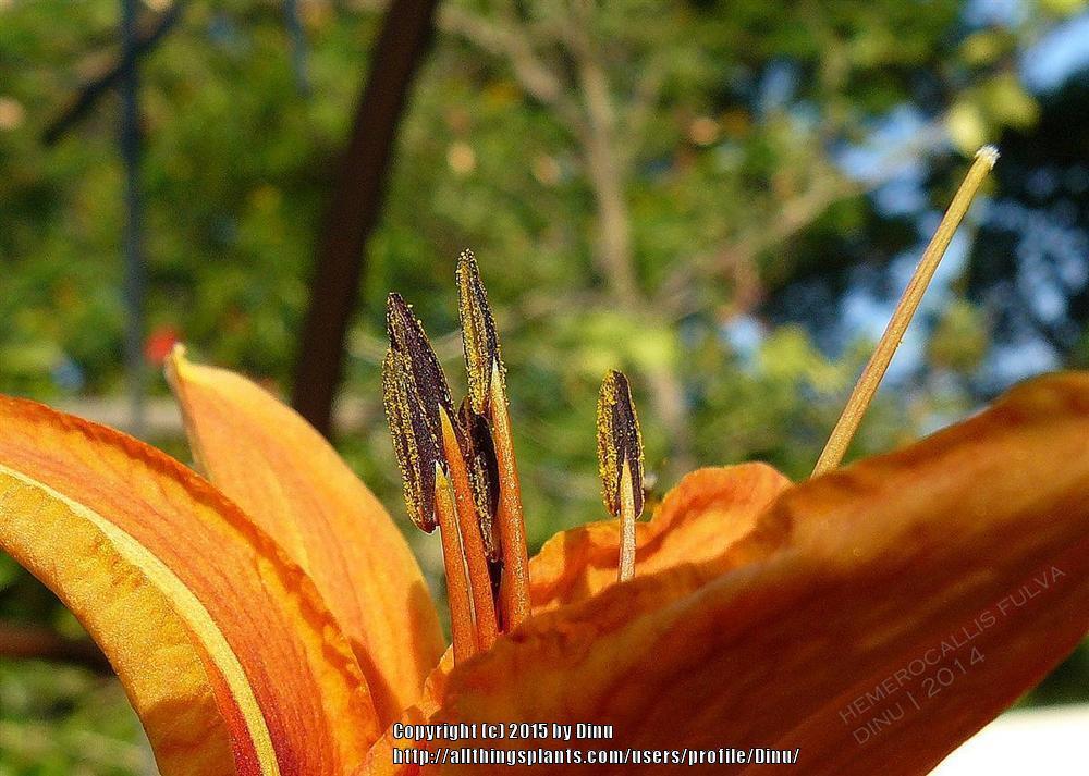 Photo of Ditch Lily (Hemerocallis fulva) uploaded by Dinu