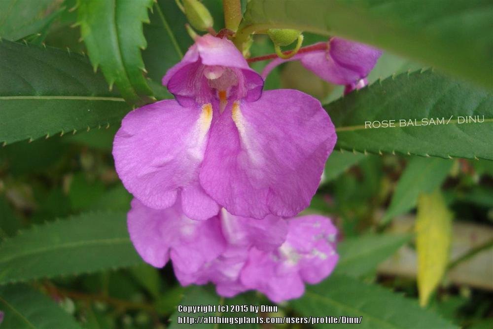 Photo of Touch-Me-Not (Impatiens balsamina) uploaded by Dinu
