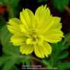 Can be a stand out with its glowing lemon yellow.  Short plant an