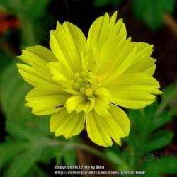 Location: Mysore, India
Date: 2009
Can be a stand out with its glowing lemon yellow.  Short plant an