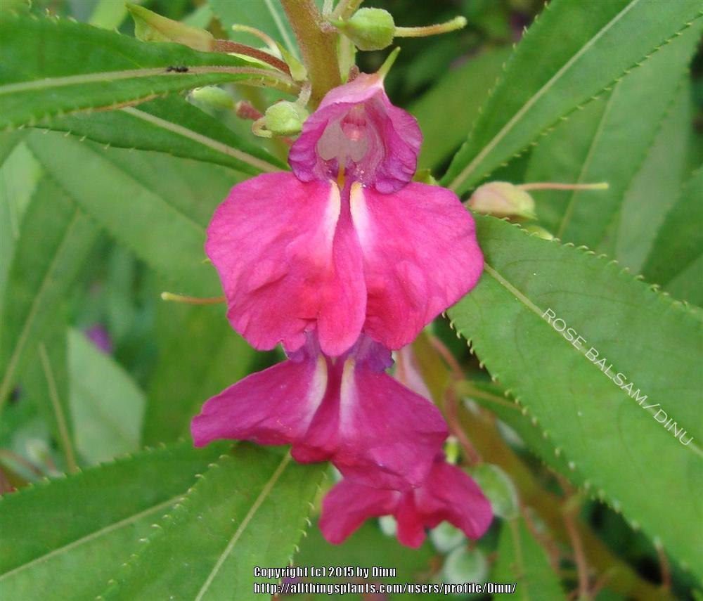 Photo of Touch-Me-Not (Impatiens balsamina) uploaded by Dinu