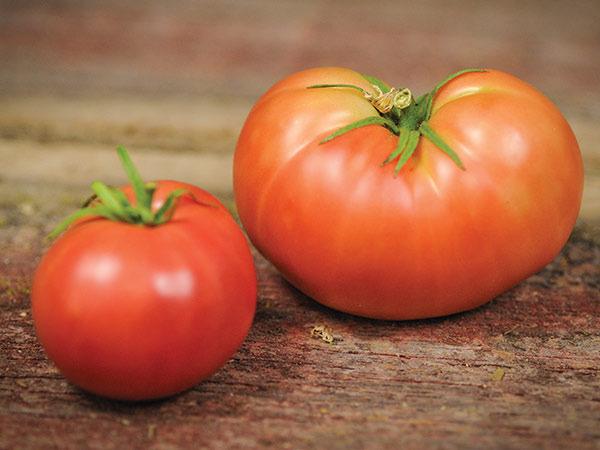 Photo of Tomato (Solanum lycopersicum 'Peron') uploaded by Joy