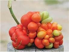 Photo of Tomato (Solanum lycopersicum 'Reisetomate') uploaded by Joy