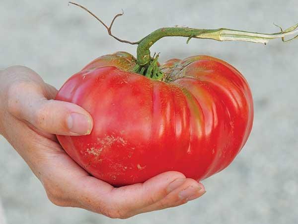 Photo of Tomato (Solanum lycopersicum 'Brandywine') uploaded by Joy