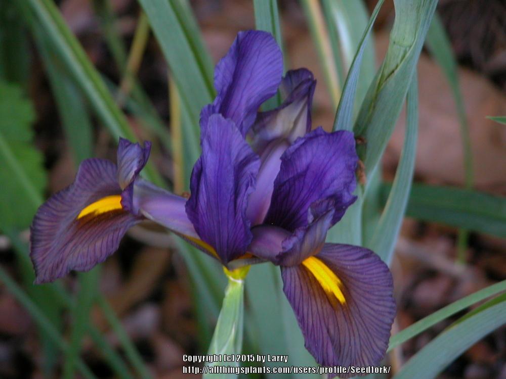 Photo of Dutch Iris (Iris x hollandica 'Eye of the Tiger') uploaded by Seedfork
