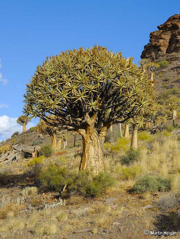 Photo of Quiver Tree (Aloidendron dichotomum) uploaded by admin