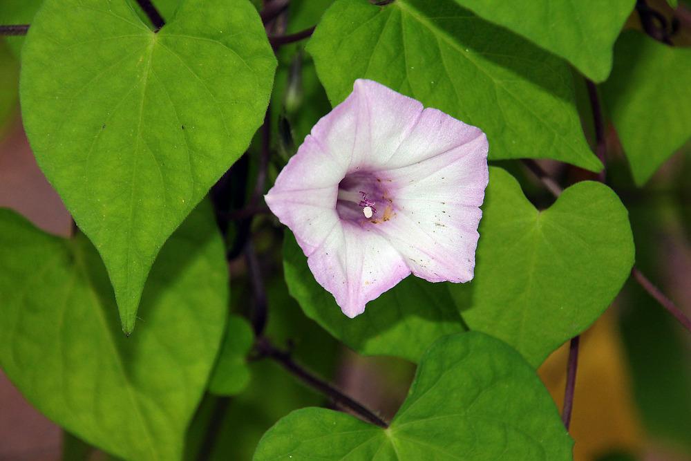 Photo of Small-Flowered White Morning Glory (Ipomoea lacunosa) uploaded by luvsgrtdanes