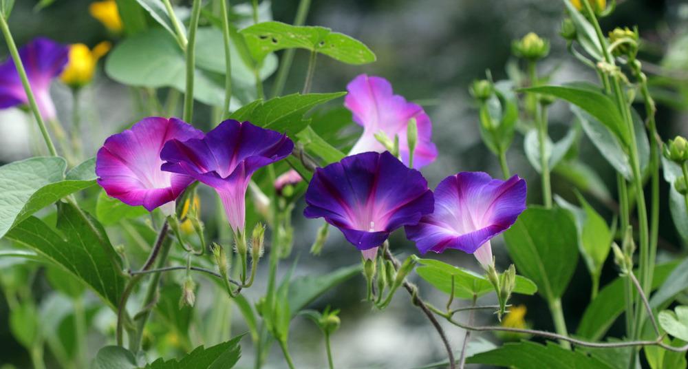 Photo of Common Morning Glory (Ipomoea purpurea) uploaded by luvsgrtdanes