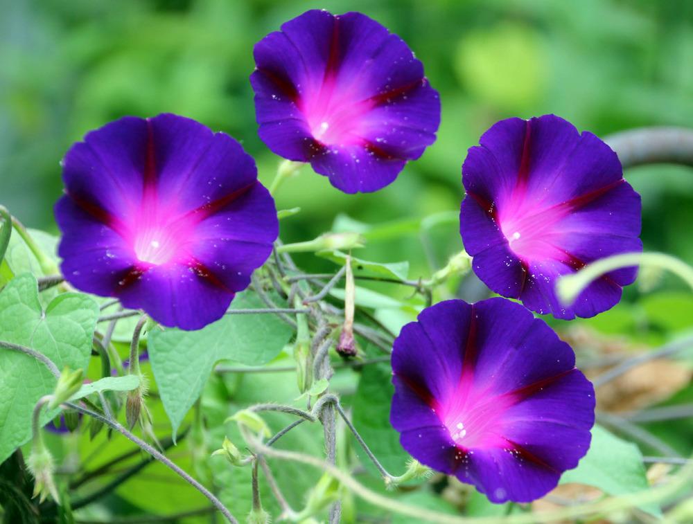 Photo of Common Morning Glory (Ipomoea purpurea) uploaded by luvsgrtdanes