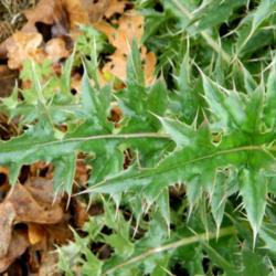 Location: Northeastern, Texas
Date: 2015-03-19
Spiny leaves
