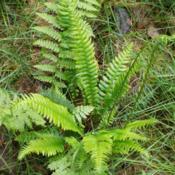 Growing in the understory with grasses and bracken fern